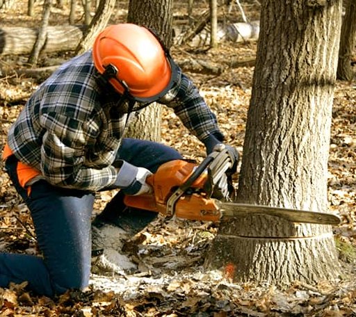 Tree Removal in East Hampton, CT